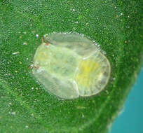 Image of Potato Psyllid