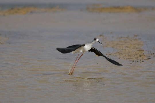 Image of Himantopus Brisson 1760