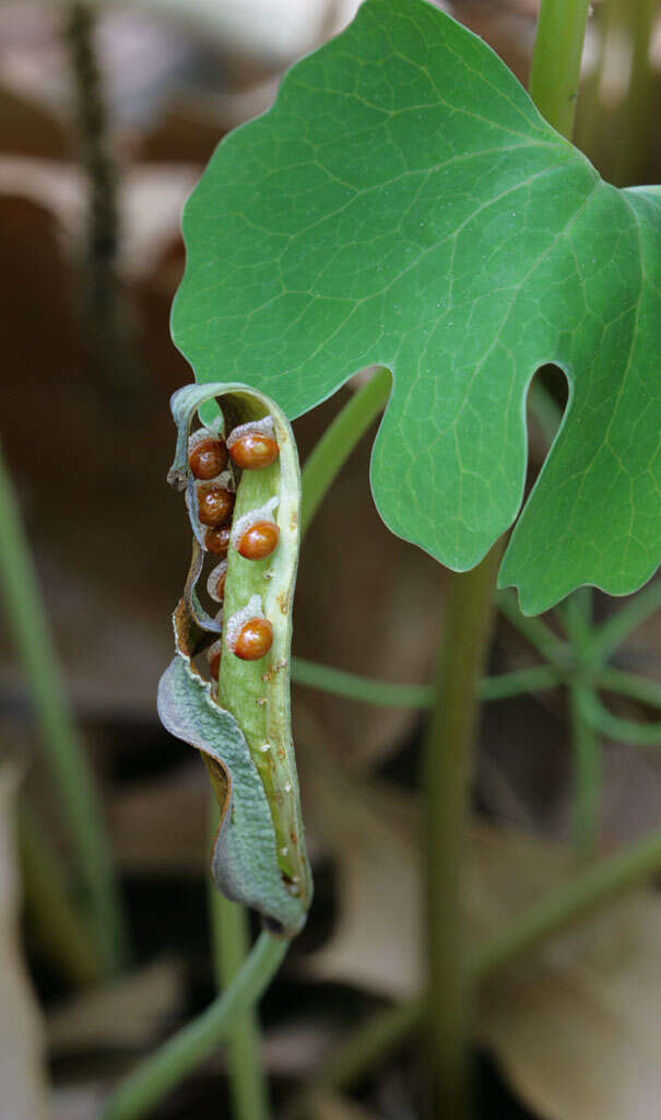 Image of bloodroot