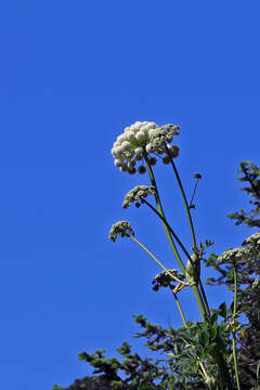 Image of Henderson's angelica