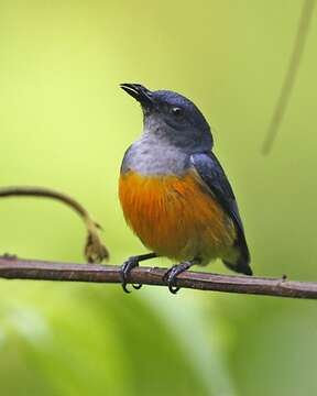 Image of Orange-bellied Flowerpecker