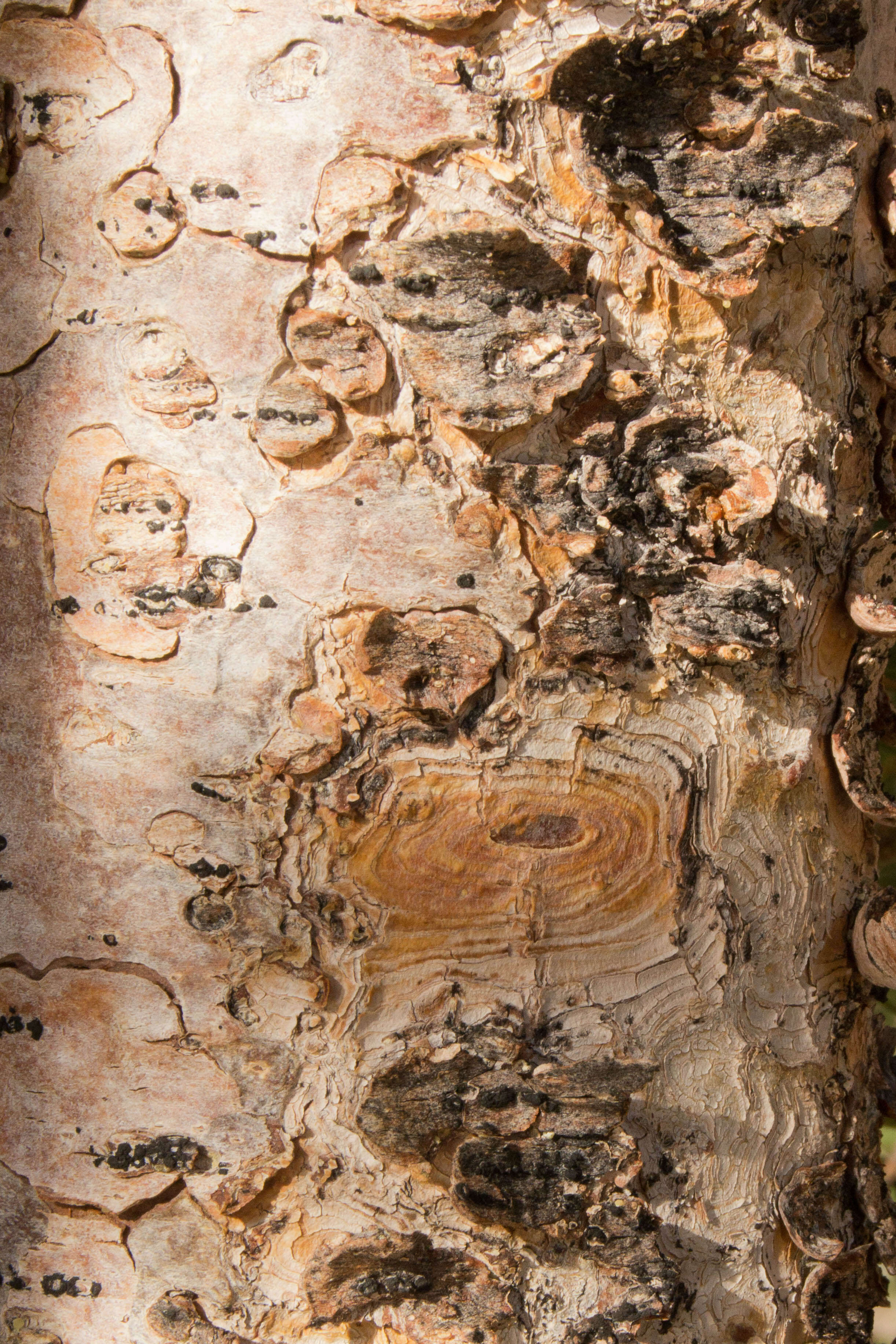 Image of whitebark pine