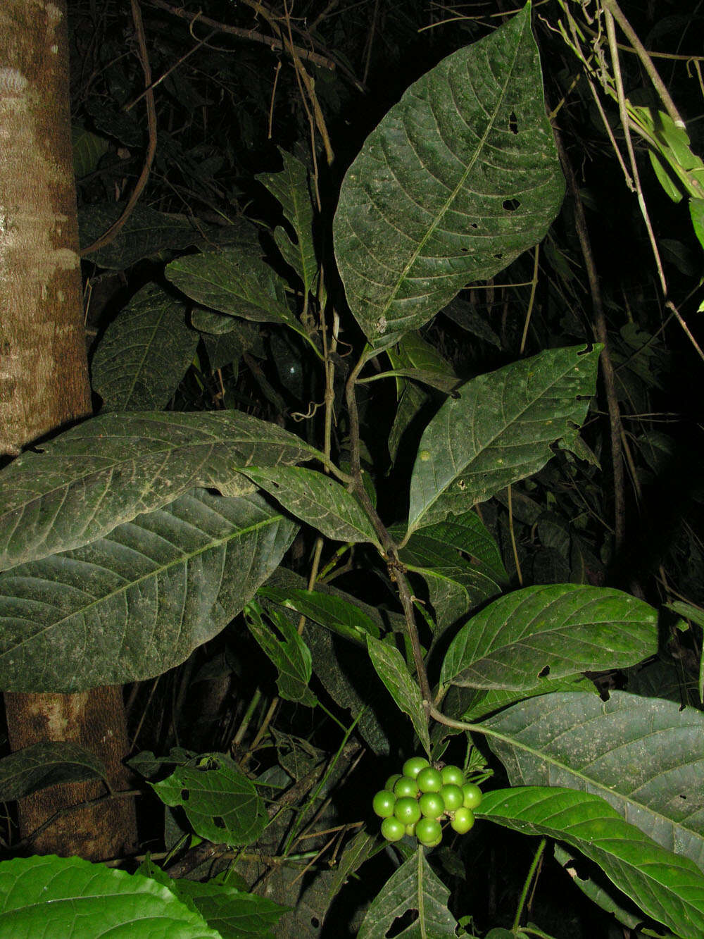 Image of Solanum rovirosanum J. D. Sm.