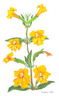 Image of bush monkeyflower