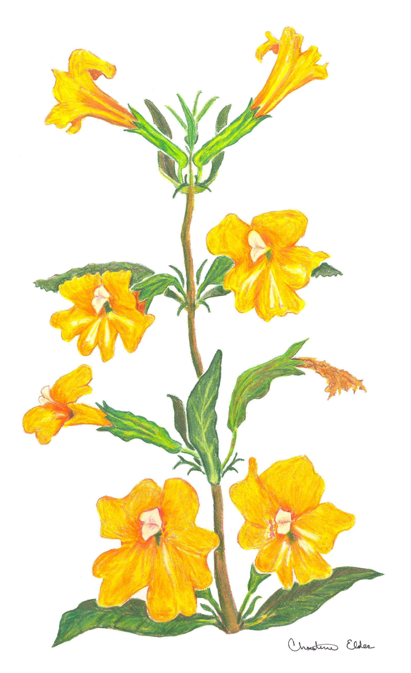 Image of Orange Bush-Monkey-Flower