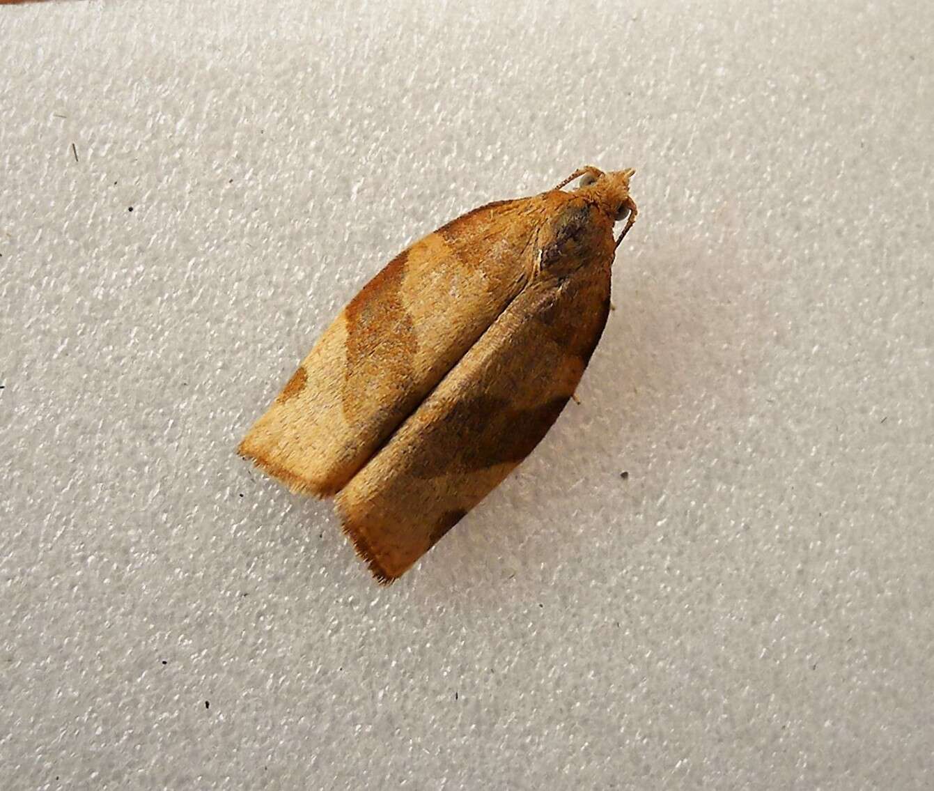 Image of barred fruit-tree tortrix