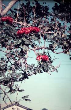 Image of African tulip tree