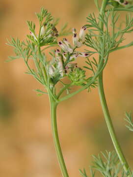 Image of Fumitory