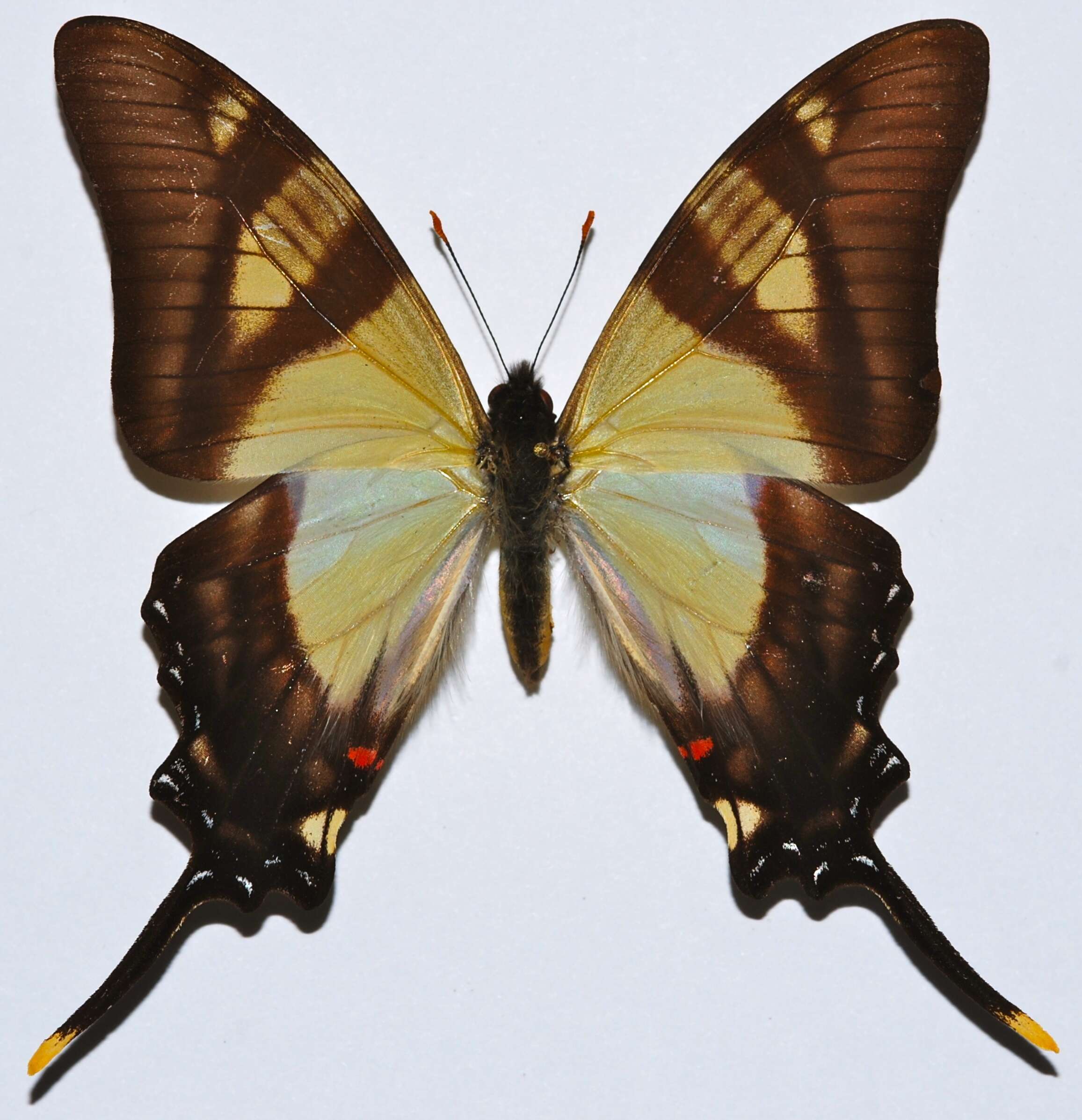 Image of Serville Swordtail