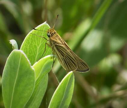 Image of Salt Marsh Skipper