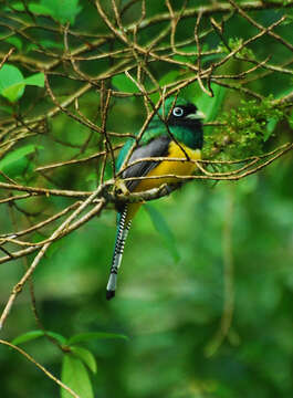 Image of Trogon Brisson 1760