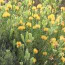 Image of Lecucospermum cordifolium