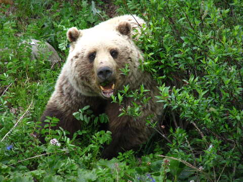 Image of grizzly bear