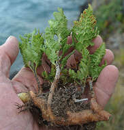 Image of Polystichum plicatum (Poepp. ex Kunze) Hicken ex Hosseus