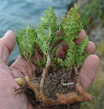 Image of Polystichum plicatum (Poepp. ex Kunze) Hicken ex Hosseus