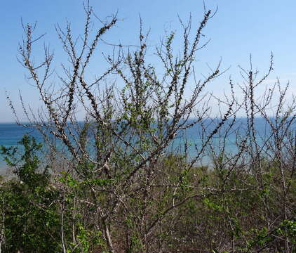 Image of Vachellia latispina (J. E. Burrows & S. M. Burrows) Kyal. & Boatwr.