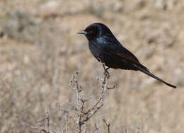 Image of Fork-tailed Drongo