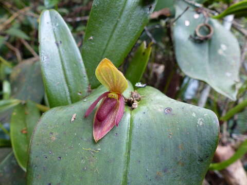 Image de Pleurothallis linguifera Lindl.