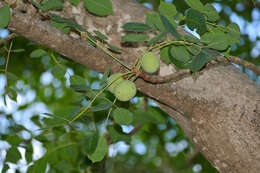 Image de Marula