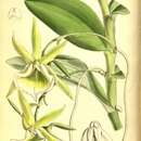 Image of Angraecum eichlerianum Kraenzl.