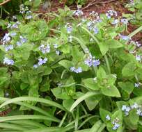 Plancia ëd Brunnera macrophylla (Adams) I. M. Johnst.