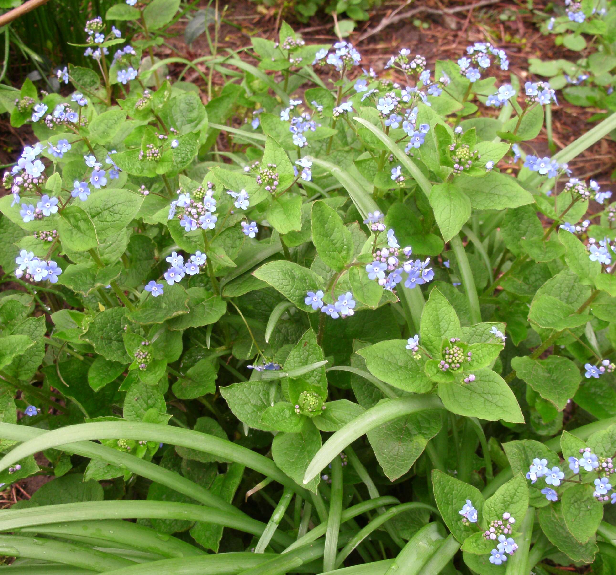 Plancia ëd Brunnera macrophylla (Adams) I. M. Johnst.