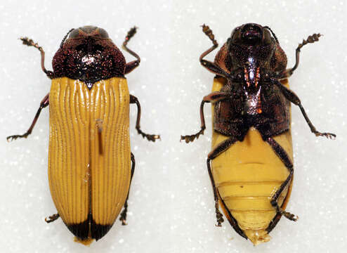 Image of Castiarina bimaculata (Saunders 1868)