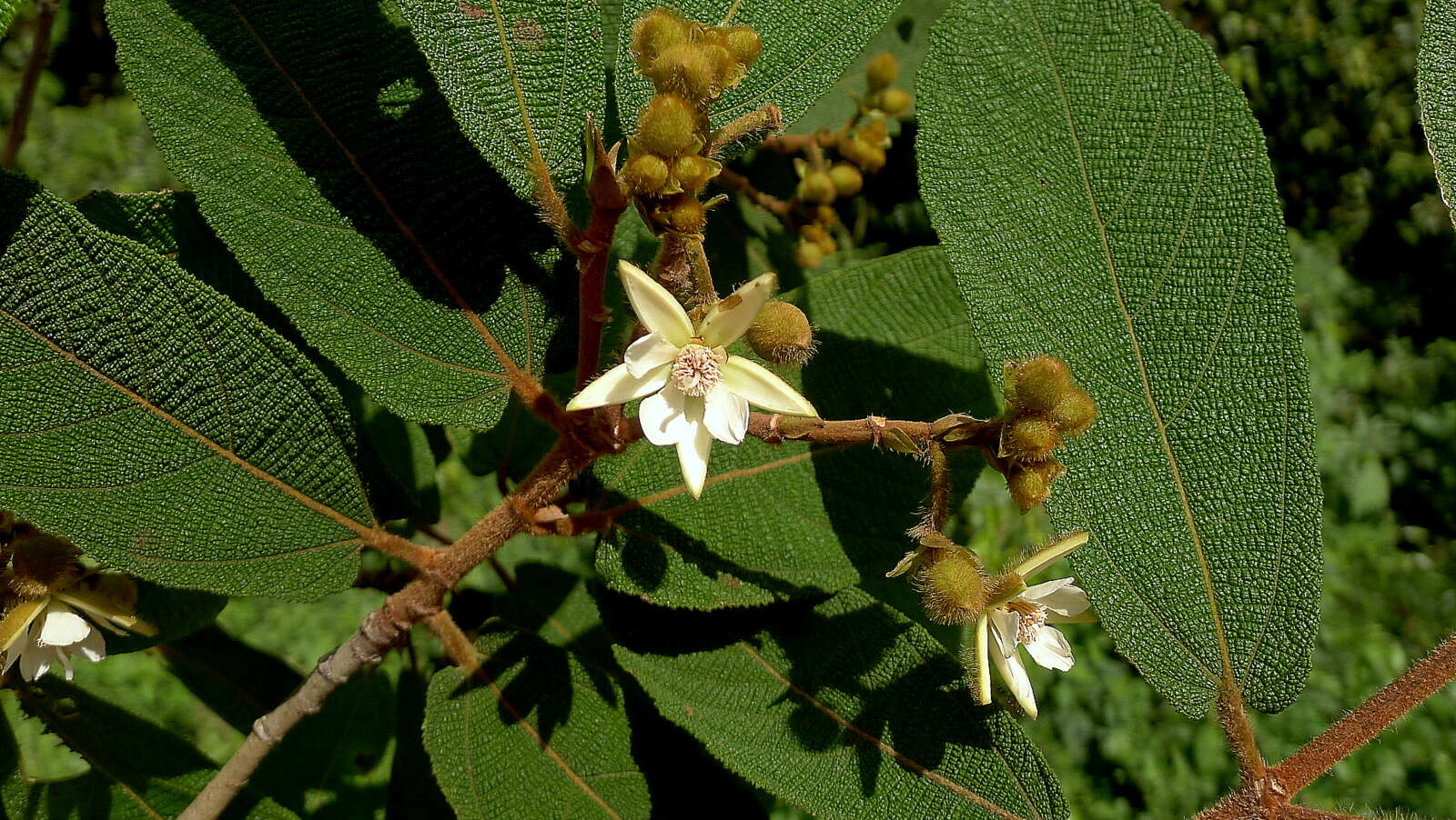 Image of Apeiba tibourbou Aubl.