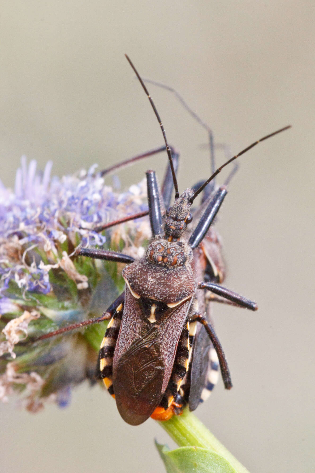 Image of Rhynocoris Hahn 1834