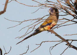 Sivun Northiella haematogaster haematogaster (Gould 1838) kuva