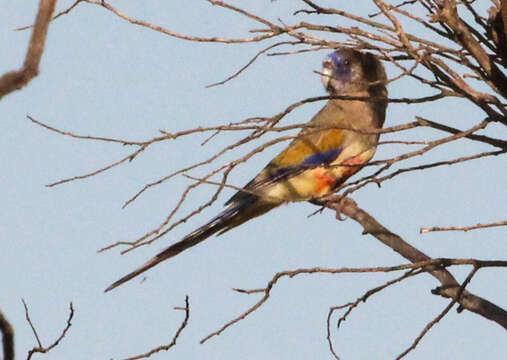 Image of Northiella haematogaster haematogaster (Gould 1838)