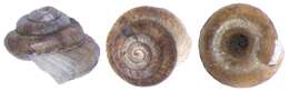 Image of Gastropoda