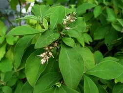 Image of chaff flower