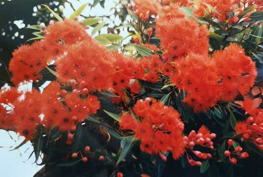 صورة Corymbia ficifolia (F. Müll.) K. D. Hill & L. A. S. Johnson