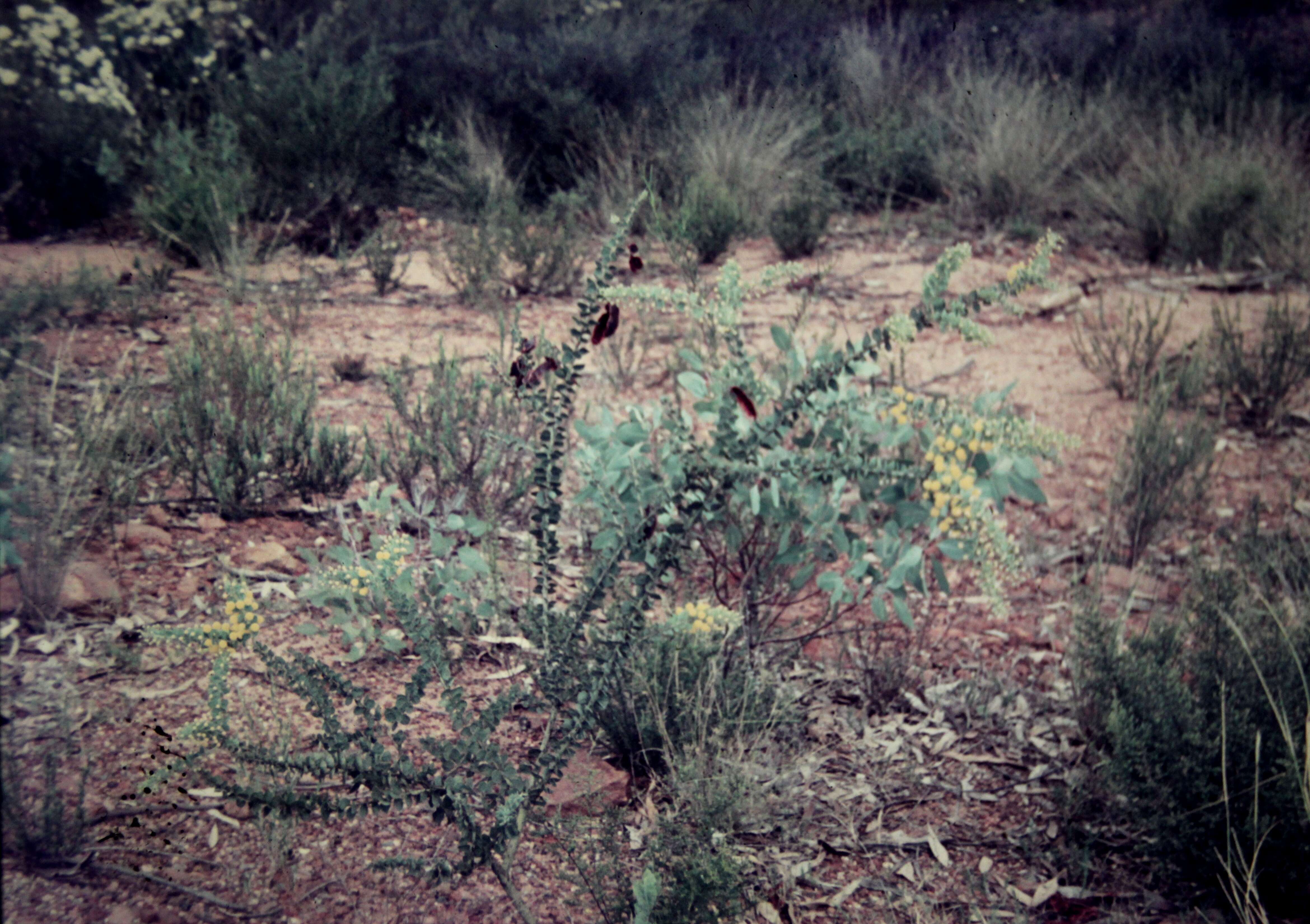 Image of Acacia uncinata Lindl.