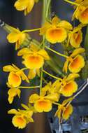 Imagem de Dendrobium chrysotoxum Lindl.