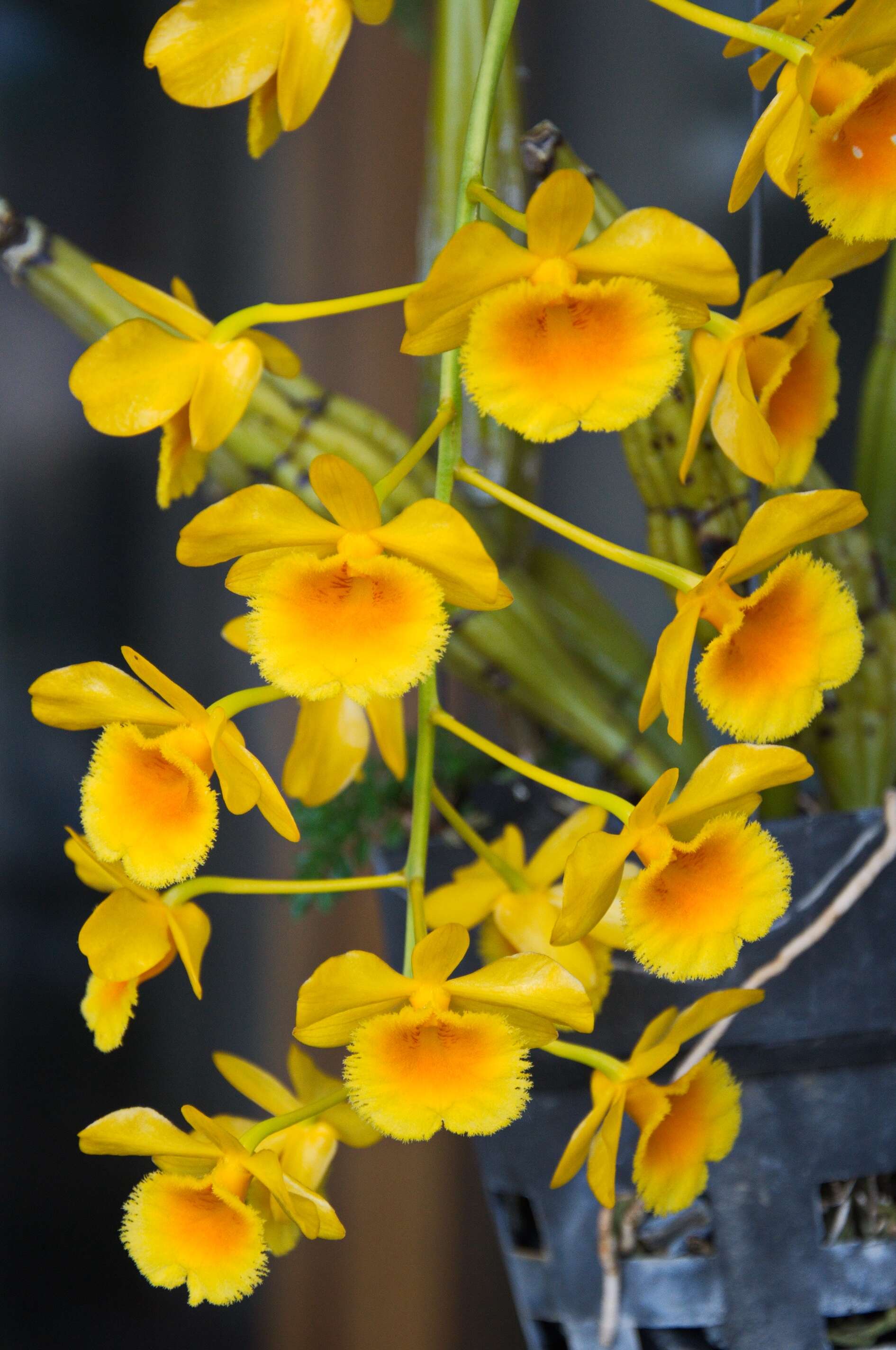 Imagem de Dendrobium chrysotoxum Lindl.