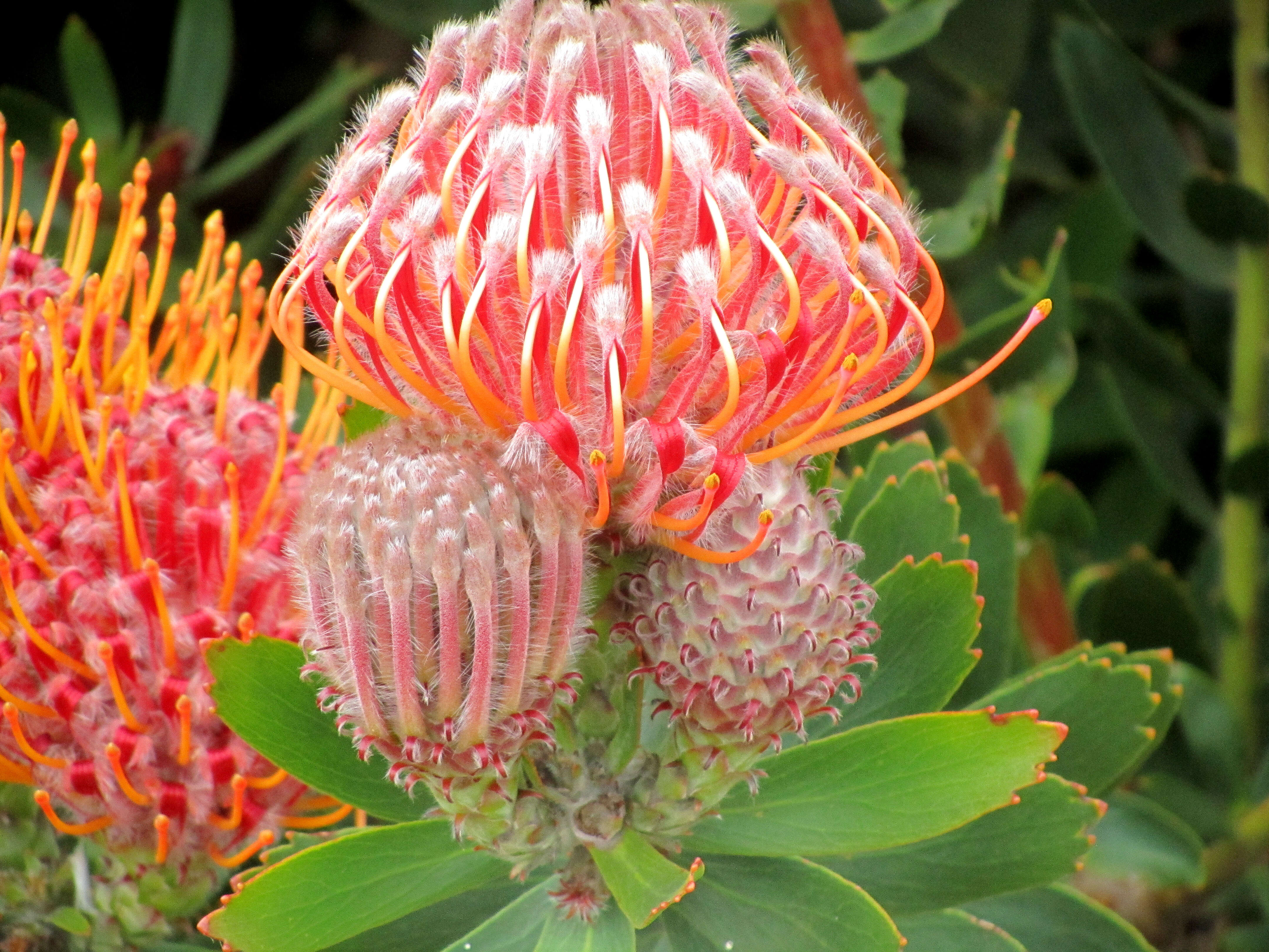 Image of red pincushion-protea