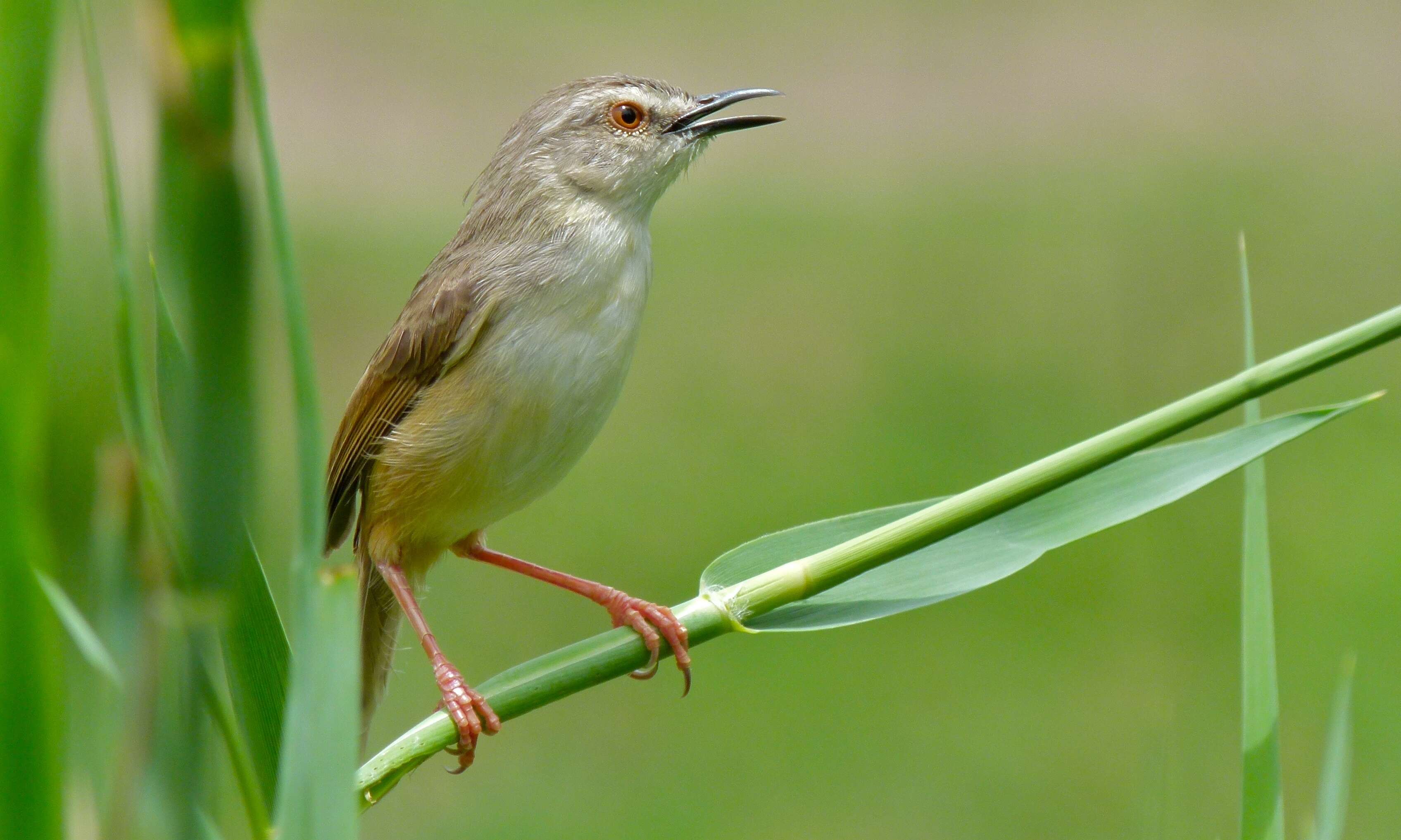 Image of Tawny-flanked Prinia