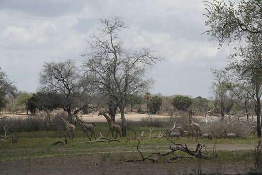 Image of Rhodesian giraffe