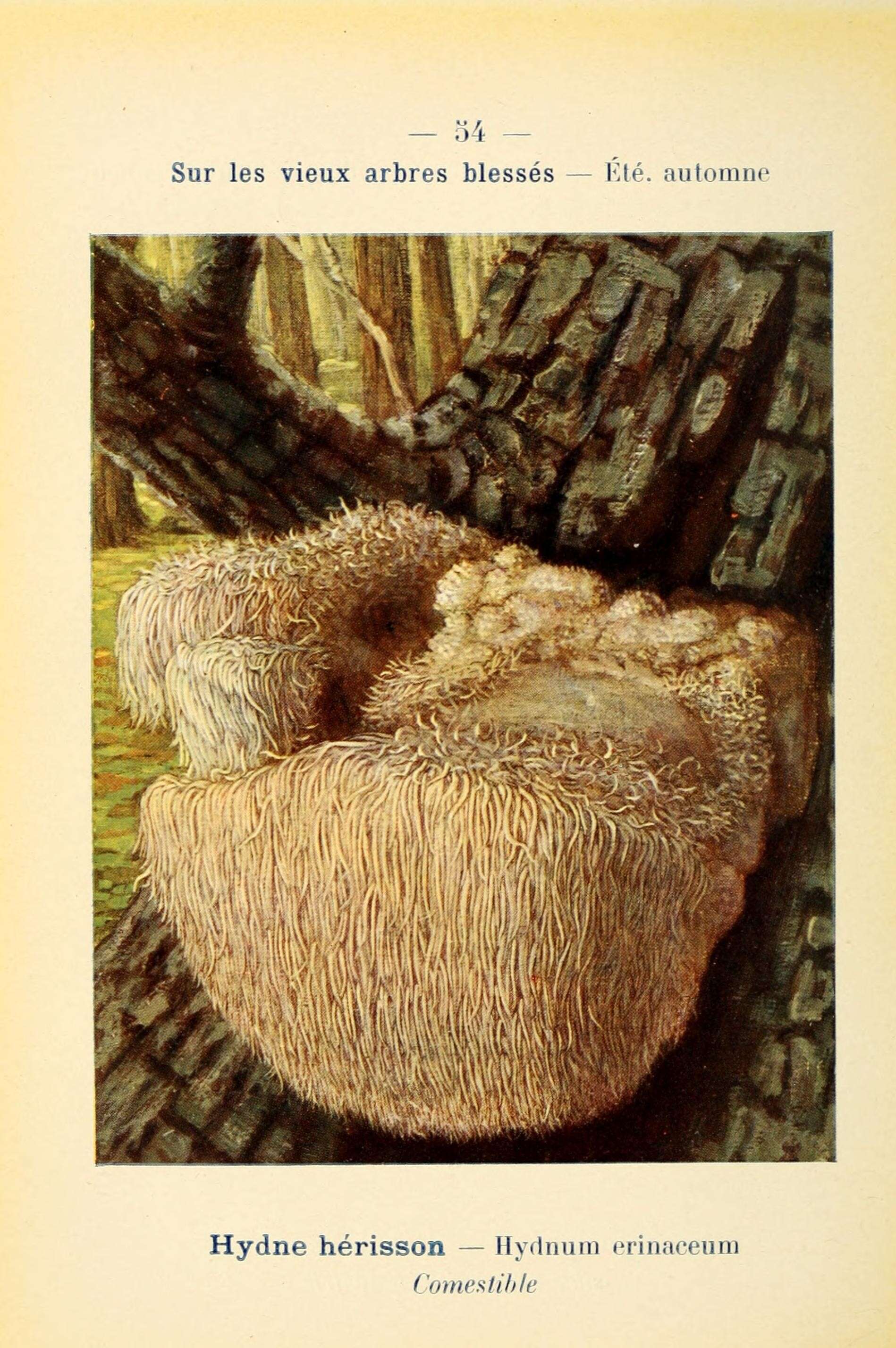 Image of tooth fungi