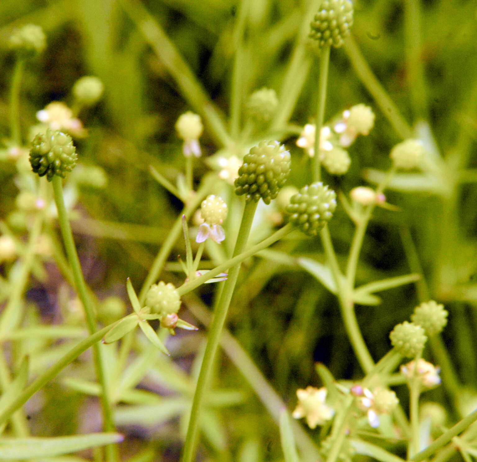 Image of littleleaf buttercup