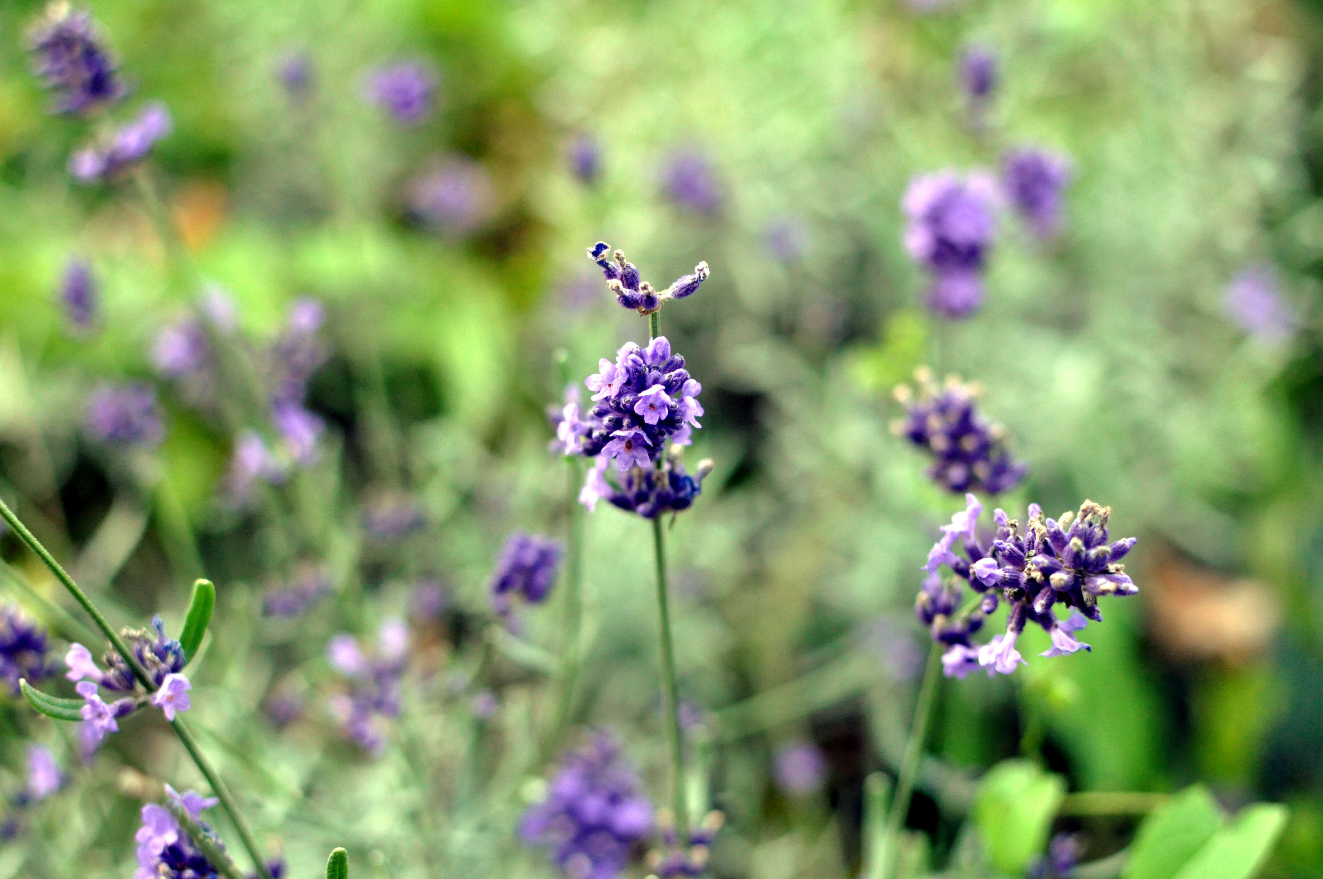 Image of lavender