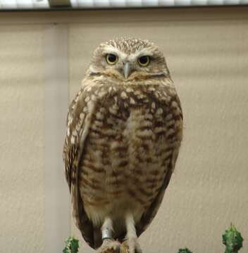 Image of Burrowing Owl