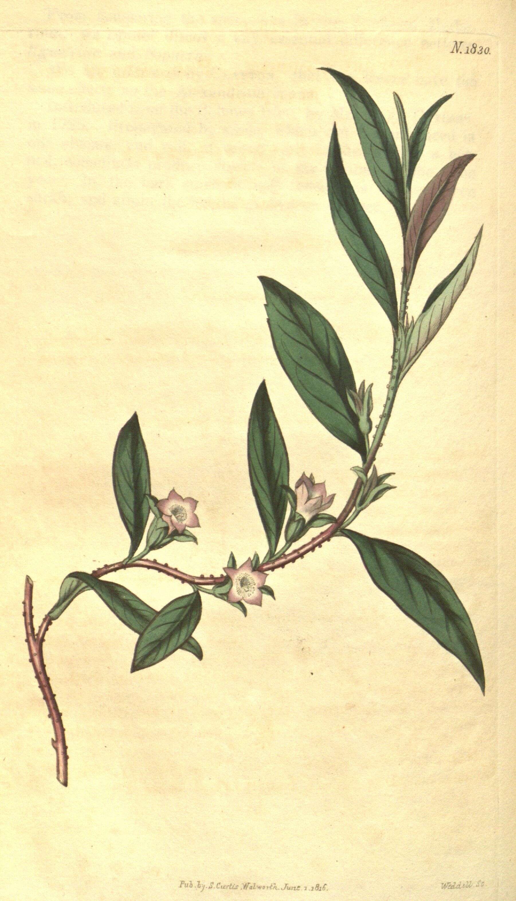 Слика од Eremophila debilis (Andr.) R. J. Chinnock