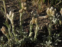 Imagem de Antennaria umbrinella Rydb.