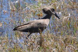 Image of hamerkop