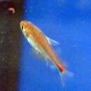 Image of Ruby tetra