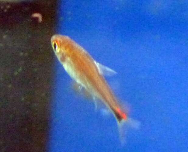 Image of Ruby tetra