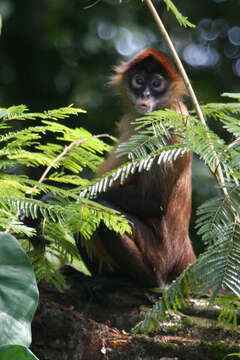 Image of Black-handed Spider Monkey